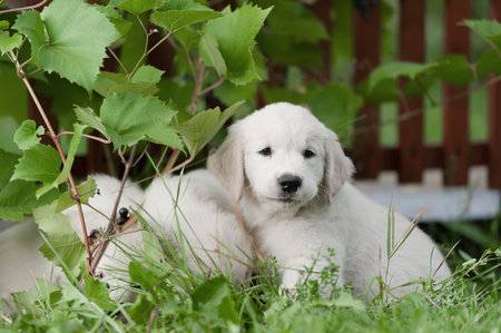 Golden retriever puppies resting in the shade on a summer day