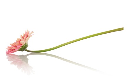 Flower gerbera on a white backgroundの写真素材