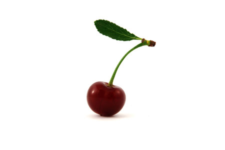 Fresh berry of a sweet cherry with a leg and a sheetの写真素材