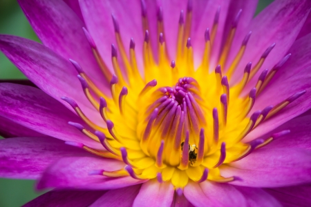 The violet lotus in the riverの写真素材