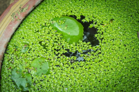 green float on the waterの写真素材