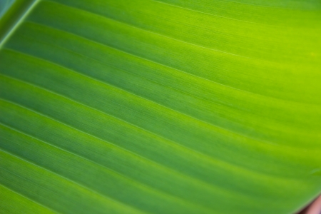The green leaf of bananaの写真素材