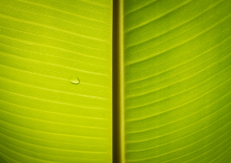 The green leaf of bananaの写真素材
