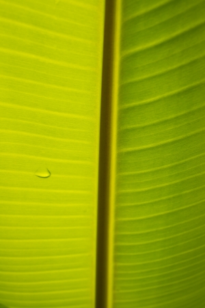 The green leaf of bananaの写真素材