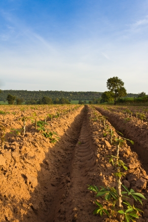 Potato farm in countryside of Thailandの写真素材