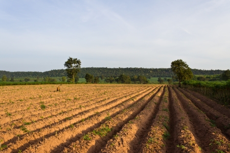 Farm in countryside of Thailandの写真素材