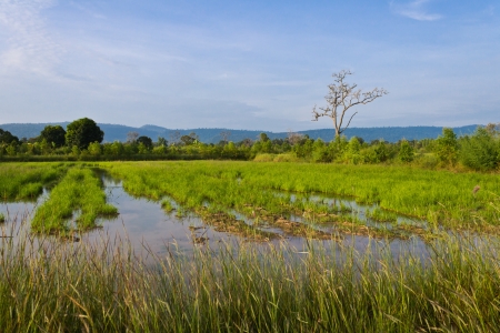 Rice farm in countryside of Thailandの写真素材