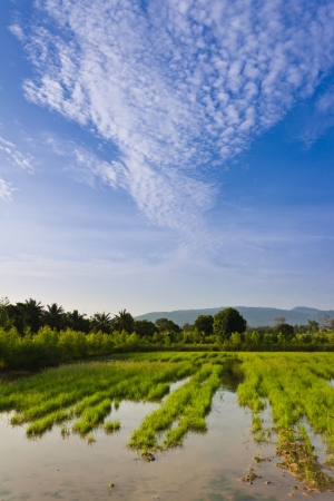 Farm in countryside and blue skyの写真素材