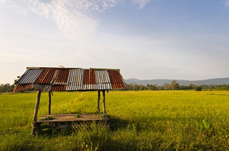 One hut in rice farm in countryside of Thailandの写真素材