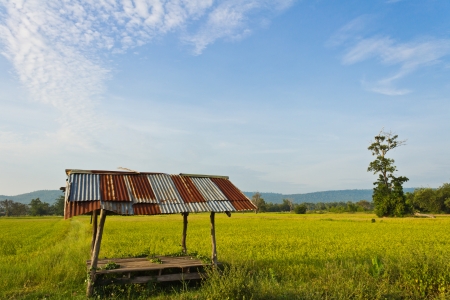 One hut in rice farm in countryside of Thailandの写真素材