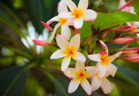 beautiful flower in the  winter, Thailandの写真素材