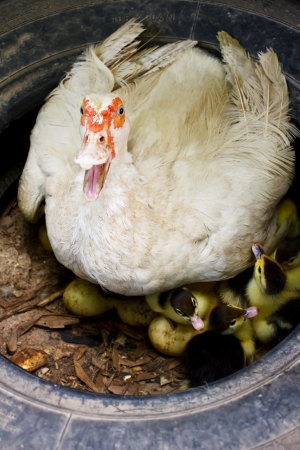 female of the duck and a little duckの写真素材