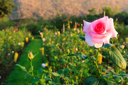 rose garden in big mountain,Thailandの写真素材