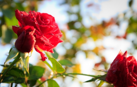 rose garden in big mountain,Thailandの写真素材