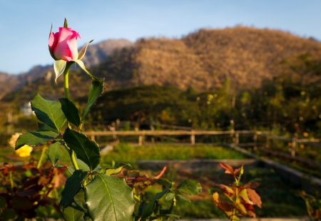 rose garden in big mountain,Thailandの写真素材