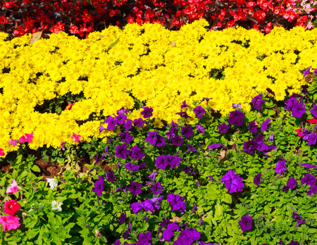 colorful flower in gardenの写真素材