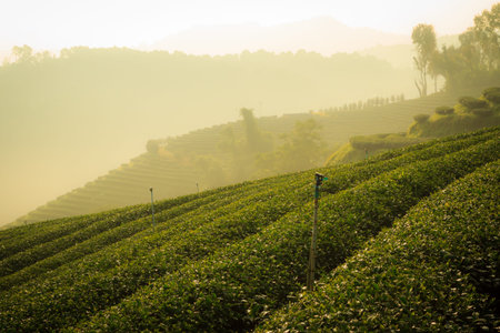 tea farm on mountain,doi mae sa long,Thailandの写真素材