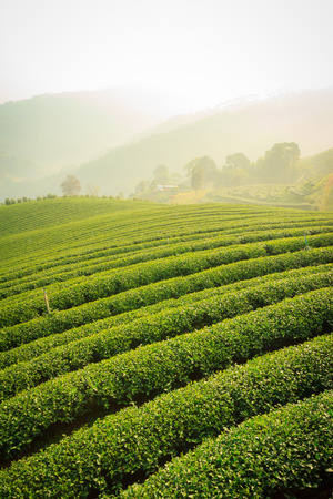 tea farm on mountain,doi mae sa long,Thailandの写真素材