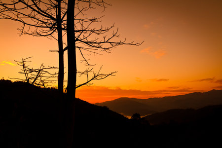 silhouette tree before sunrise on high mountain,Chiangraiの写真素材