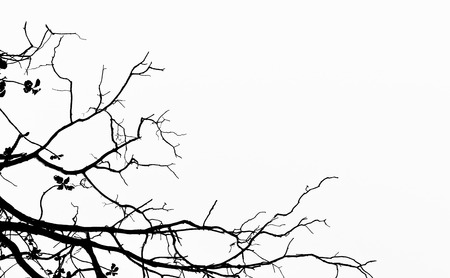 black tree with white backgroundの写真素材