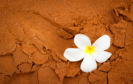 plumeria on soft sandの写真素材