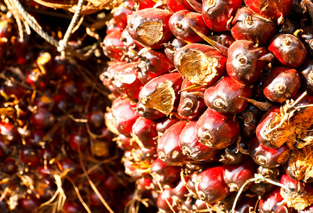 palm,oil plant from farm in Thailandの写真素材