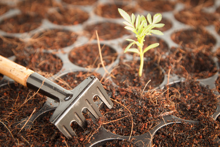 planting small tree in gardenの写真素材