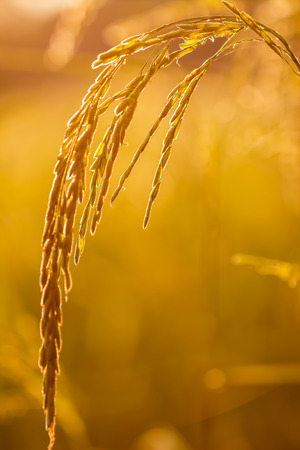 ripe paddy in field, countryside Thailandの写真素材