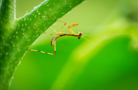 young mantis on green tree