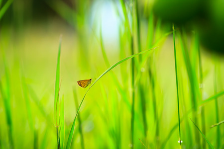 young butterfly in fresh gardenの写真素材