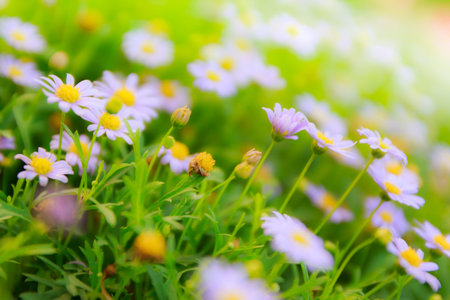 beautiful daisy flower in garden