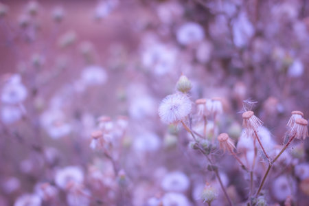 vernonia cinerea flower in forest