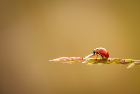 ladybug on leaf with yellow backgroundの写真素材