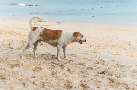 big white dog on beachの写真素材