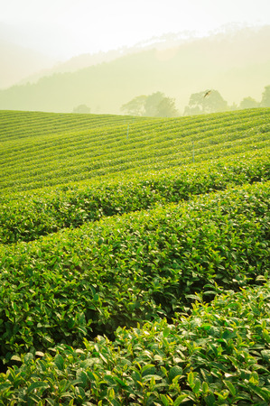tea farm on mountain,doi mae sa long,Thailandの写真素材