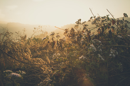 sunrise with grass foreground,Chiangrai,north of Thailandの写真素材