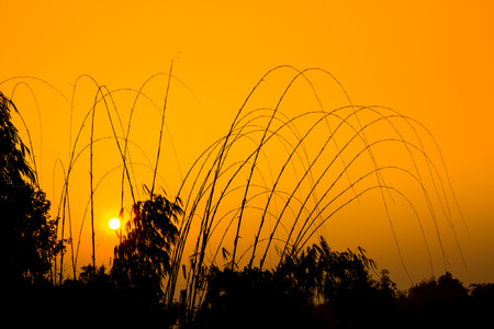 sunset with bamboo foreground,Chiangrai,north of Thailandの写真素材