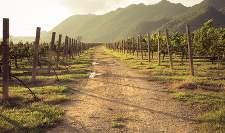 long way between vineyard,Pakchong Thailandの写真素材