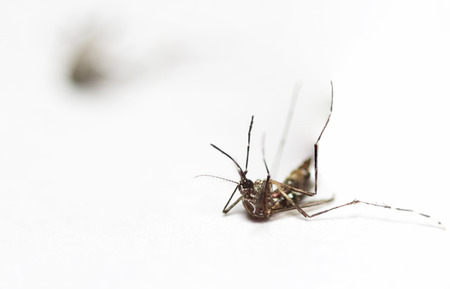 dead black culex mosquito on white backgroundの写真素材