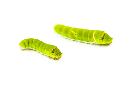 two green big worm on  isolated backgroundの写真素材