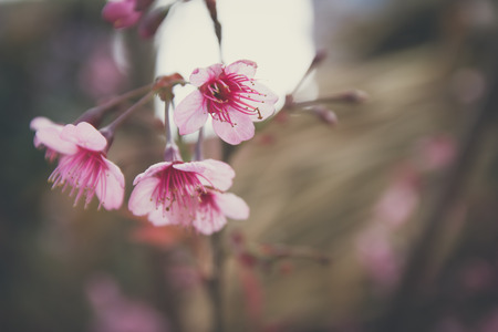 pink beautiful spring sakura flowerの写真素材