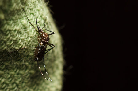 black mosquito on green fabric
