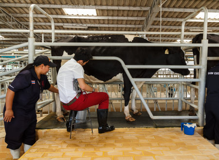 Nakhonratchasima,Thailand- August 11, 2014 : official show  milking from milk cow at Chokchai farm  Pakchong, Nakhonratchasima , Thailand.のeditorial素材