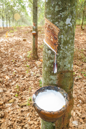 rubber latex from rubber tree farm at thailandの写真素材