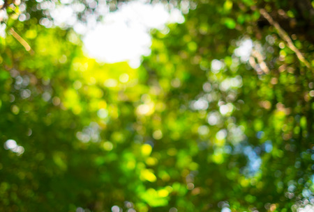 blur nature tree with light bokehの写真素材