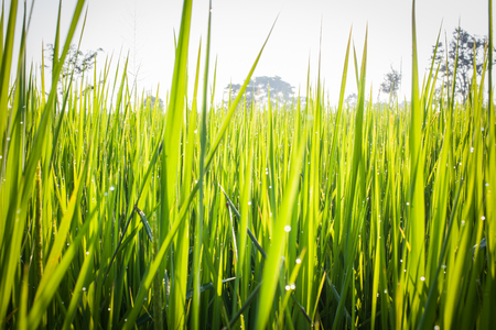 green rice field with soft sunshineの写真素材