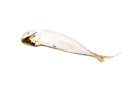 dead tuna fish on isolated backgroundの写真素材