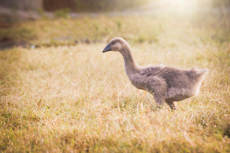 little goose inside farm with sunshine morningの写真素材