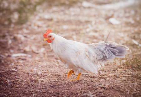 cute bantam with sunlight morningの写真素材