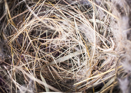 bird nest with empty for backgroundの写真素材